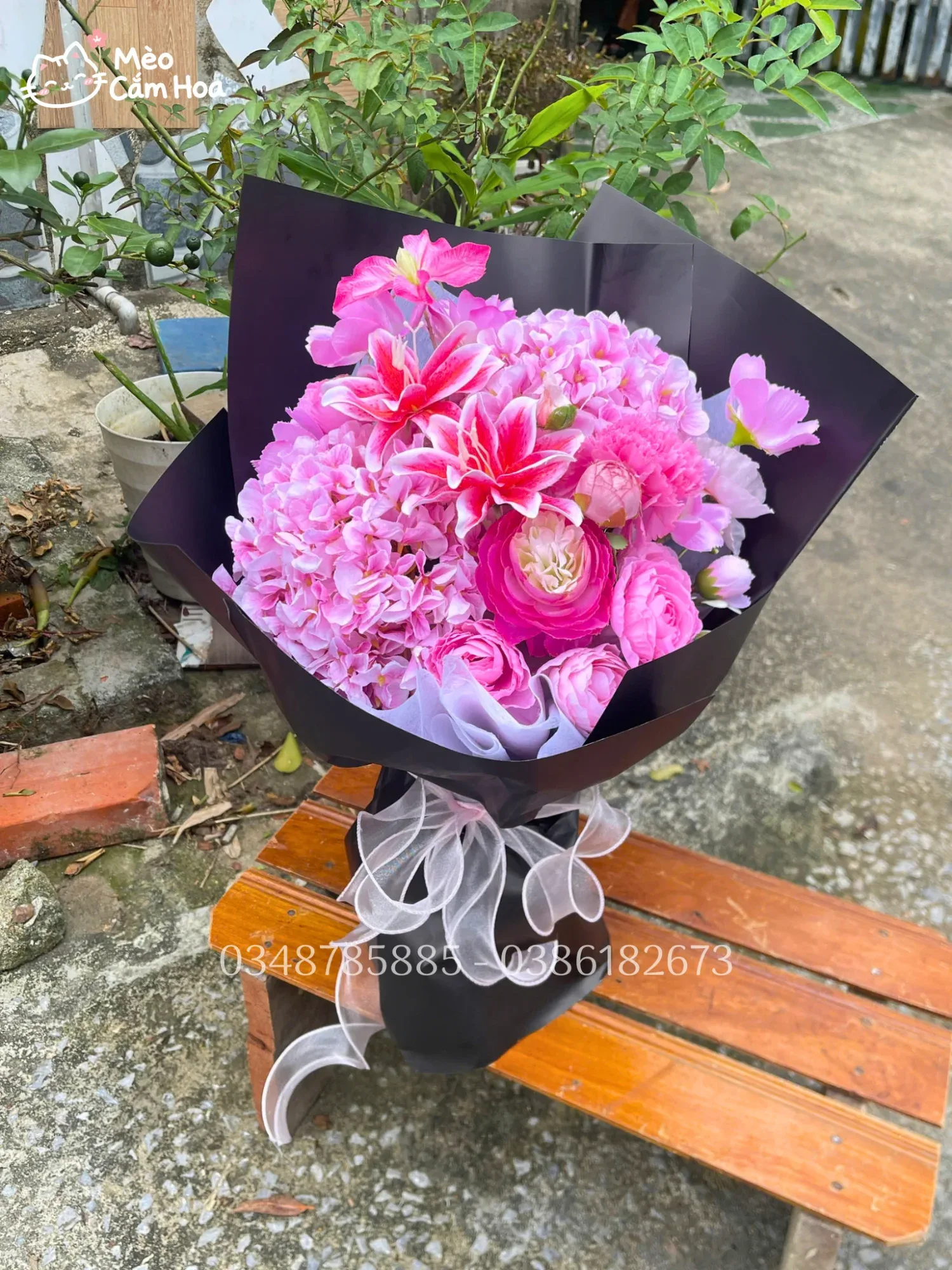 Cẩm tú cầu